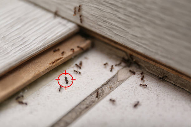Best Emergency Pest Control  in Haynesville, LA
