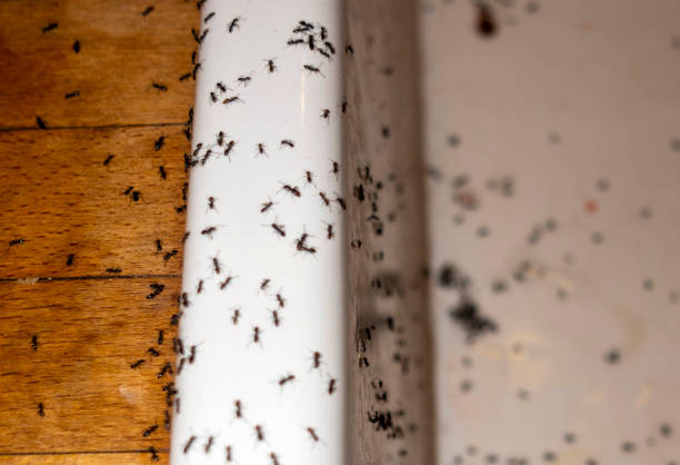 Best Mosquito Control Services  in Haynesville, LA