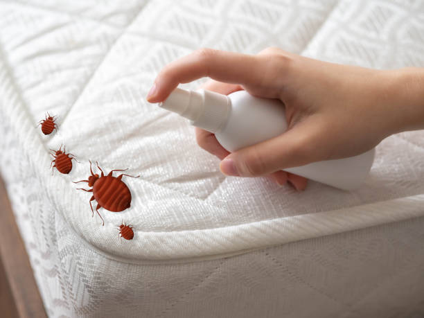 Best Pest Control Treatment  in Haynesville, LA